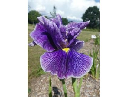 Kosatec fialový - Iris kaempferi utamaro