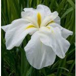 Kosatec bílý - Iris kaempferi Utamaro