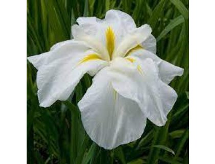 Kosatec bílý - Iris kaempferi Utamaro