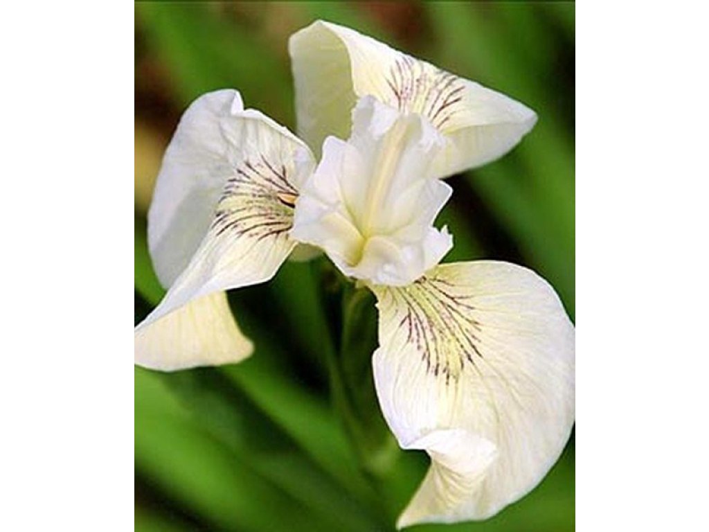 Kosatec krémový Iris pseudacorus Creme de la Creme