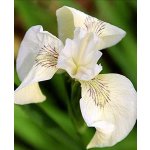 Kosatec krémový Iris pseudacorus Creme de la Creme