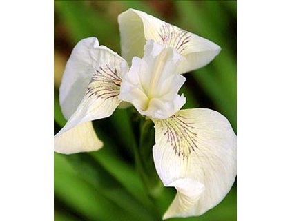 Kosatec krémový Iris pseudacorus Creme de la Creme