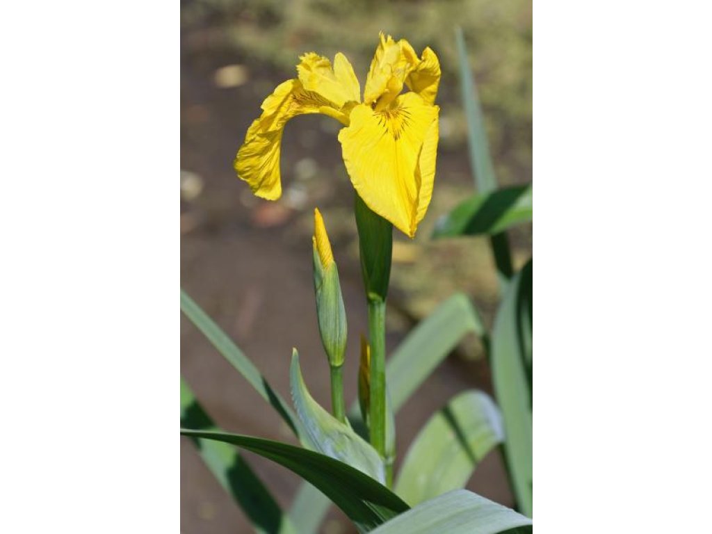 Kosatec žlutý - Iris pseudacorus
