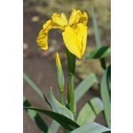 Kosatec žlutý - Iris pseudacorus