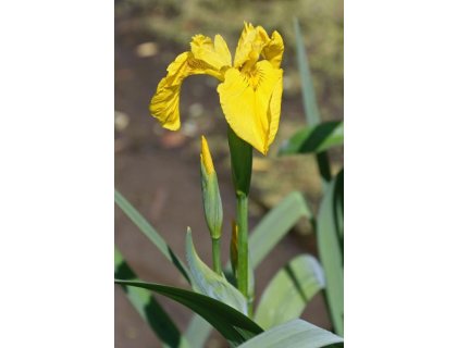 Kosatec žlutý - Iris pseudacorus