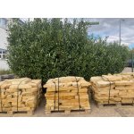 Nepravidelná dlažba (nášlapy) z pískovce tl.8cm - 1m2