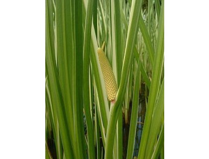 Puškvorec obecný - Acorus calamus