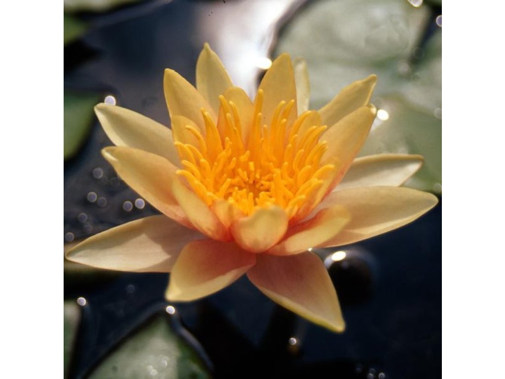 Leknín oranžový - Nymphaea Sioux