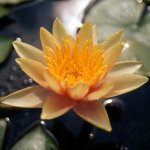 Leknín oranžový - Nymphaea Sioux