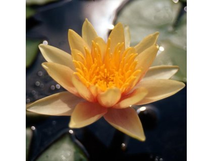 Leknín oranžový - Nymphaea Sioux