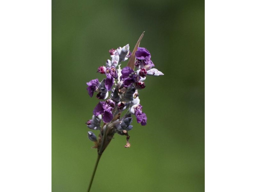 Thálie pobílená - Thalia dealbata