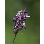 Thálie pobílená - Thalia dealbata