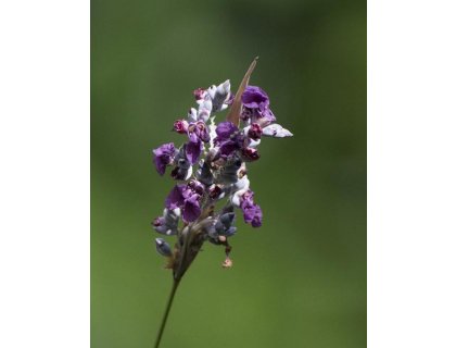 Thálie pobílená - Thalia dealbata