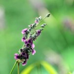 Thálie pobílená - Thalia dealbata