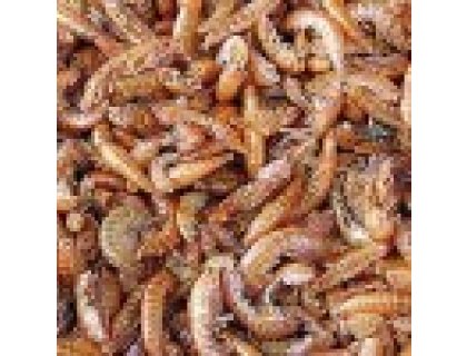 Sušení sladkovodní korýši 1 l (100g)