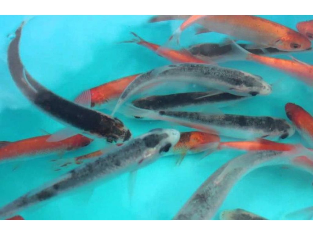 Jesen modrý - Leuciscus idus blue (6-8cm)