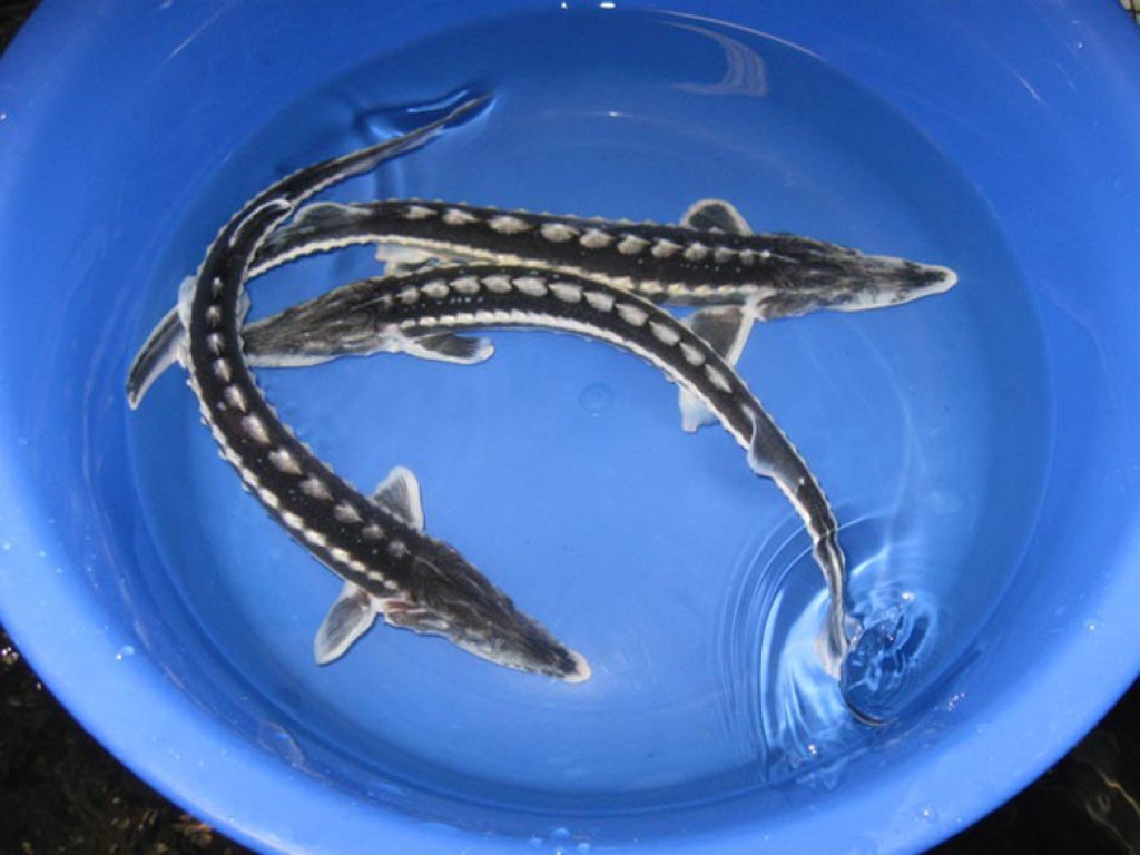 Jeseter hvězdnatý - Acipenser stellatus (25-30cm)