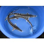 Jeseter hvězdnatý - Acipenser stellatus (25-30cm)