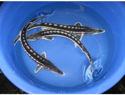 Jeseter hvězdnatý - Acipenser stellatus (25-30cm)