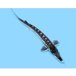 Jeseter hvězdnatý - Acipenser stellatus (25-30cm)