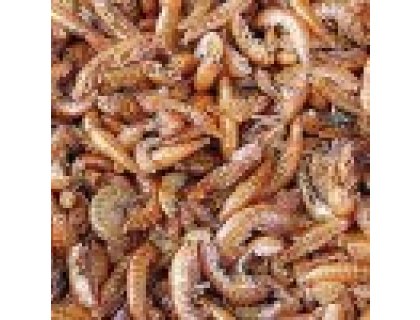 Sušení sladkovodní korýši 2,5l (300g)