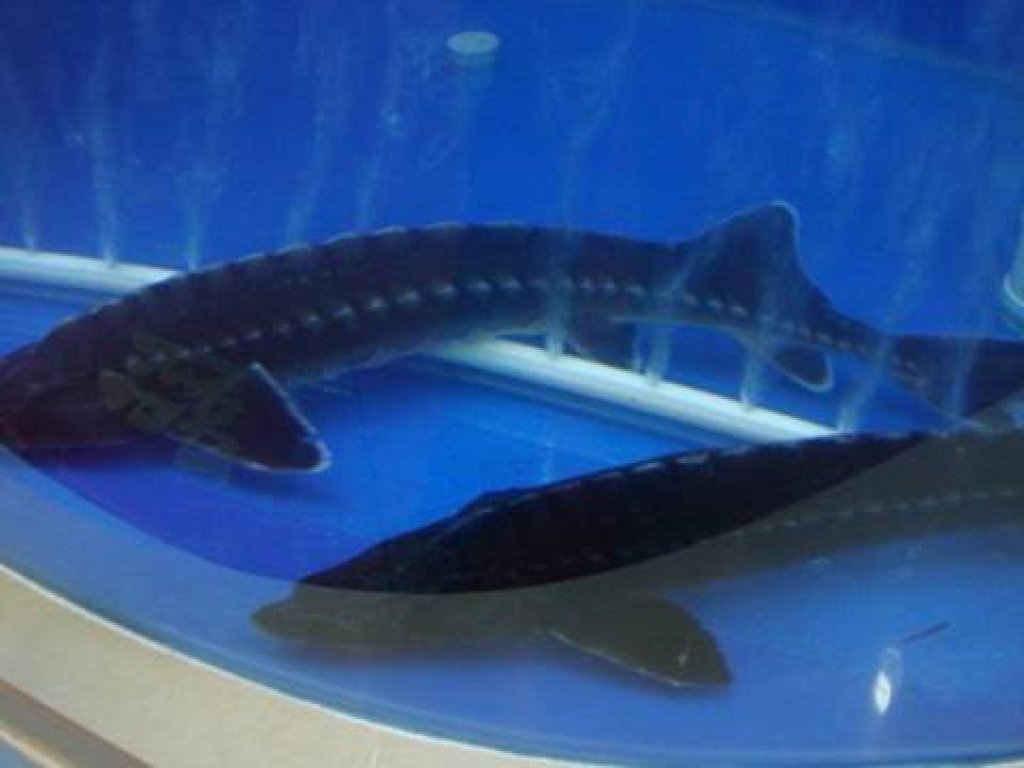 Jeseter ruský - Acipenser gueldenstaedti (100-120cm)