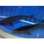 Jeseter ruský - Acipenser gueldenstaedti (100-120cm)