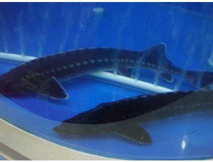 Jeseter ruský - Acipenser gueldenstaedti (100-120cm)