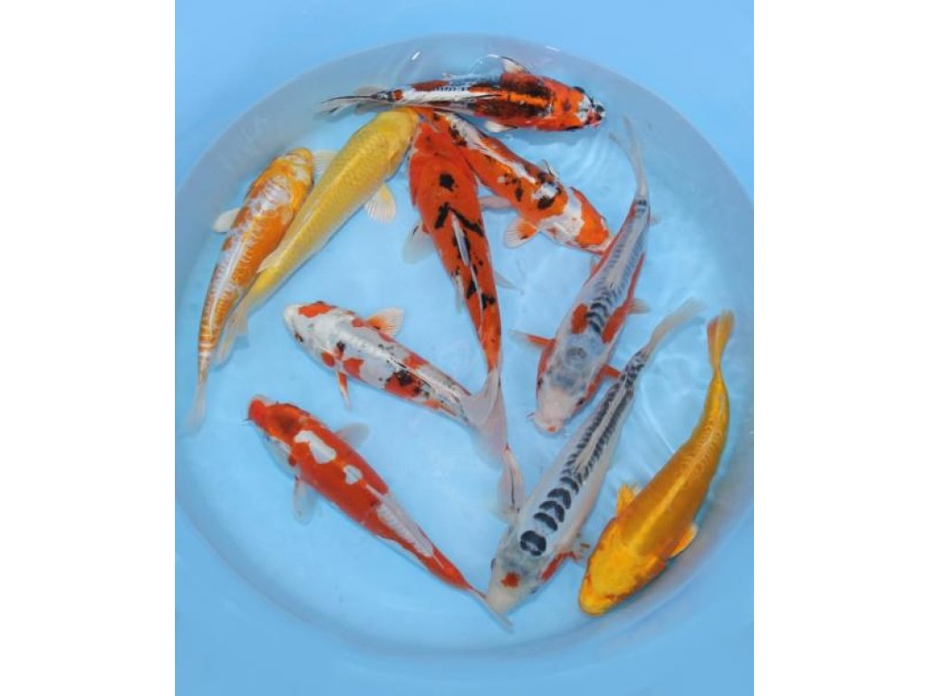 KOI kapr - Cyprinus carpio koi (30-40cm) výběr