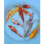 KOI kapr - Cyprinus carpio koi (30-40cm) výběr