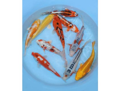 KOI kapr - Cyprinus carpio koi (30-40cm) výběr