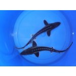 Jeseter ruský - Acipenser gueldenstaedti (100-120cm)