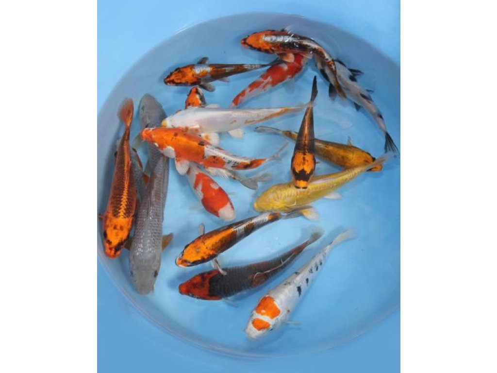 KOI kapr - Cyprinus carpio koi (40-50cm) výběr