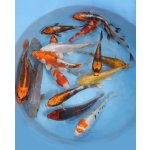 KOI kapr - Cyprinus carpio koi (40-50cm) výběr