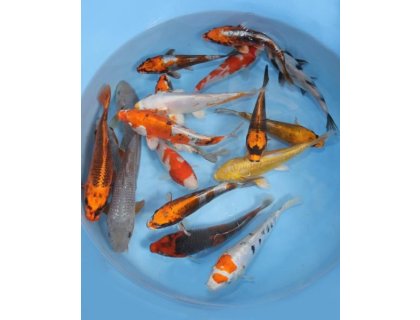 KOI kapr - Cyprinus carpio koi (40-50cm) výběr
