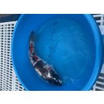 KOI kapr - Cyprinus carpio koi (40-50cm) výběr