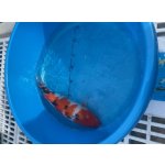 KOI kapr - Cyprinus carpio koi (40-50cm) výběr