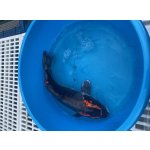 KOI kapr - Cyprinus carpio koi (40-50cm) výběr