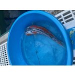 KOI kapr - Cyprinus carpio koi (40-50cm) výběr