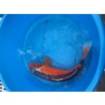 KOI kapr - Cyprinus carpio koi (40-50cm) výběr