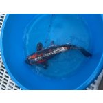 KOI kapr - Cyprinus carpio koi (40-50cm) výběr