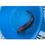 KOI kapr - Cyprinus carpio koi (40-50cm) výběr