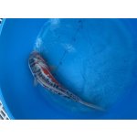 KOI kapr - Cyprinus carpio koi (40-50cm) výběr