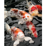 Oase DYNAMIX Super Mix směs krmiv pro všechny velikosti ryb (20 l)