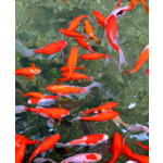 Oase DYNAMIX Super Mix směs krmiv pro všechny velikosti ryb (4 l)