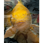 Oase DYNAMIX Sticks Mix+Snack krmivo na tvorbu šupin a vitalitu (4 l - 3/6mm)