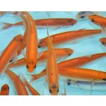 Jesen zlatý - Leuciscus idus gold (6-8cm)