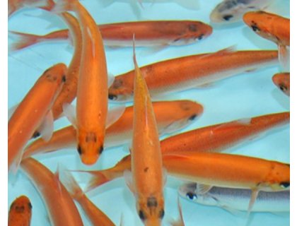 Jesen zlatý - Leuciscus idus gold (6-8cm)