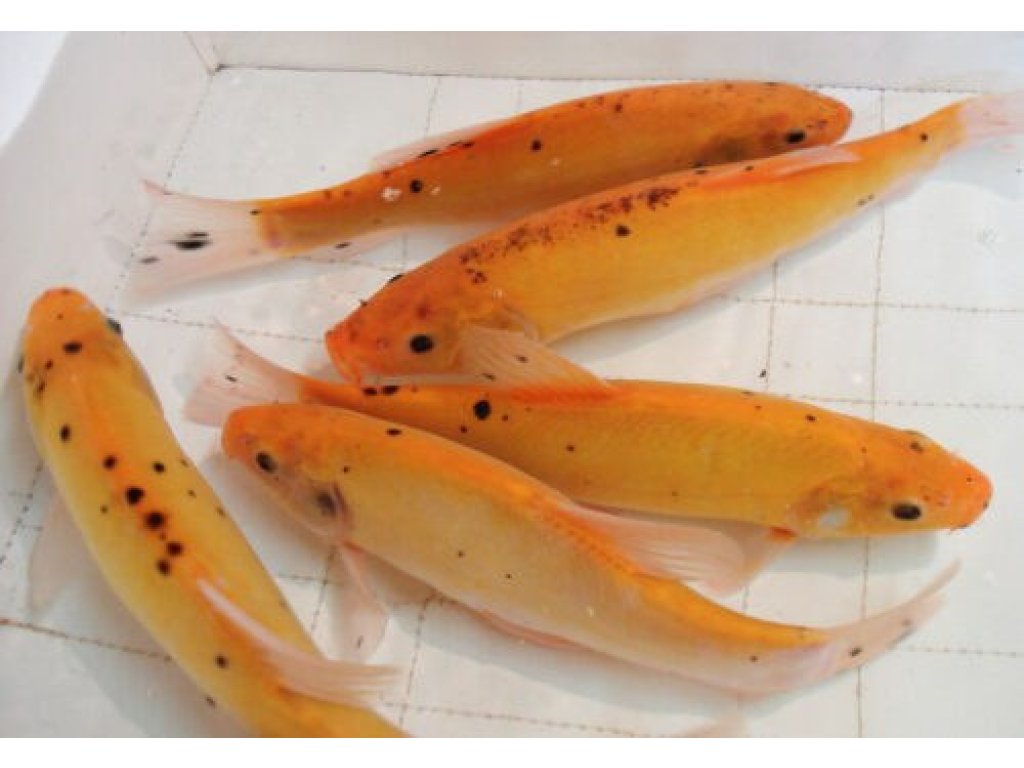 Jesen zlatý - Leuciscus idus gold (35-40cm)