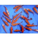 Karas zlatý - Carassius auratus gold (8-10cm)